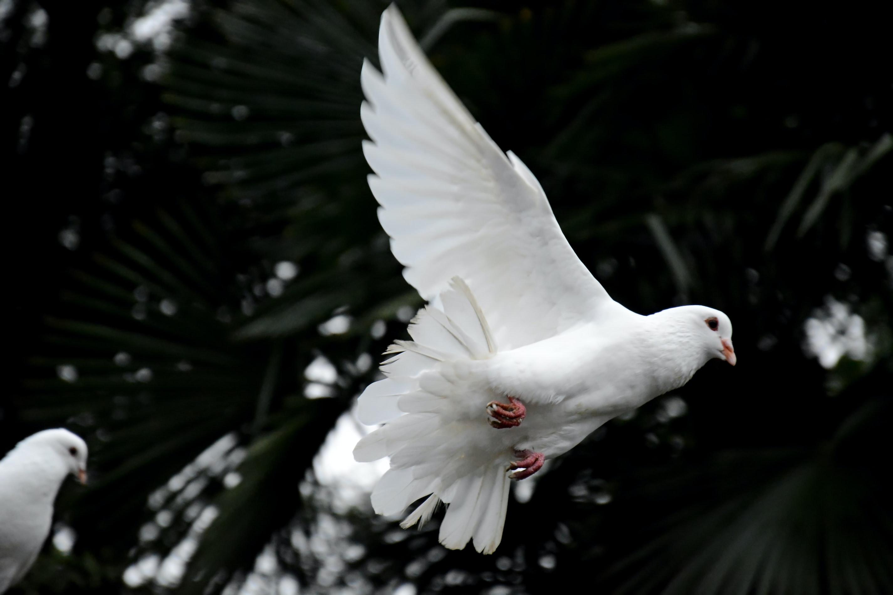 When doves fly