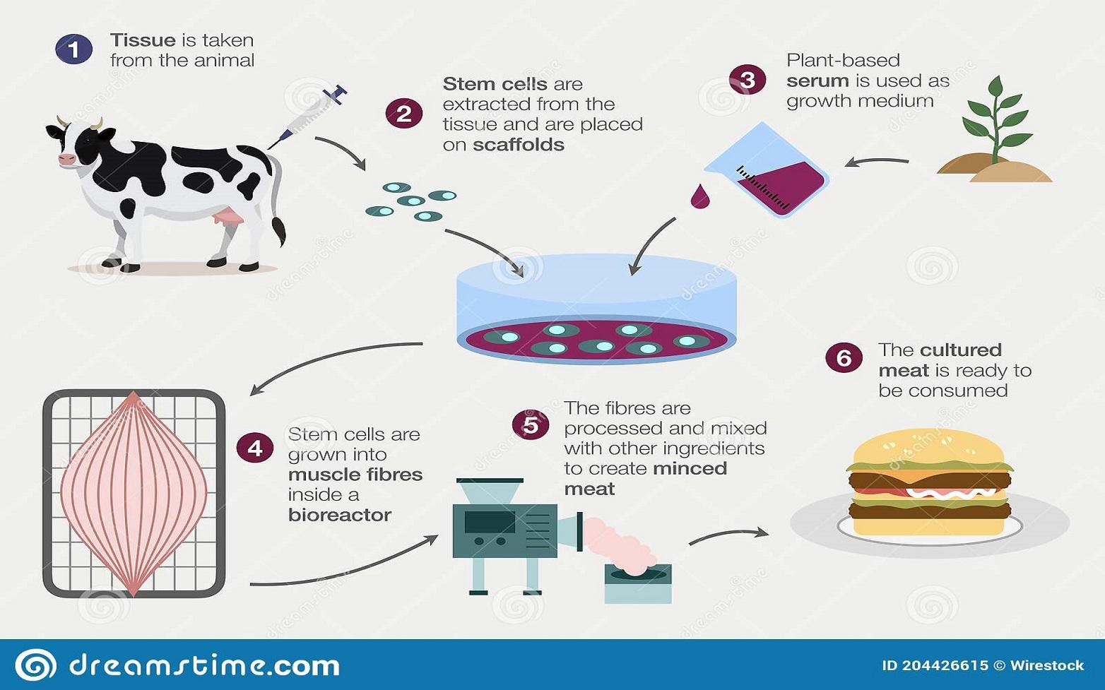 How lab-grown meat is produced (Source: Dreamstime)